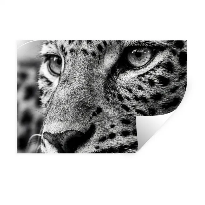 Luipaard - Zwart - Wit - Oog Muursticker klein -3d