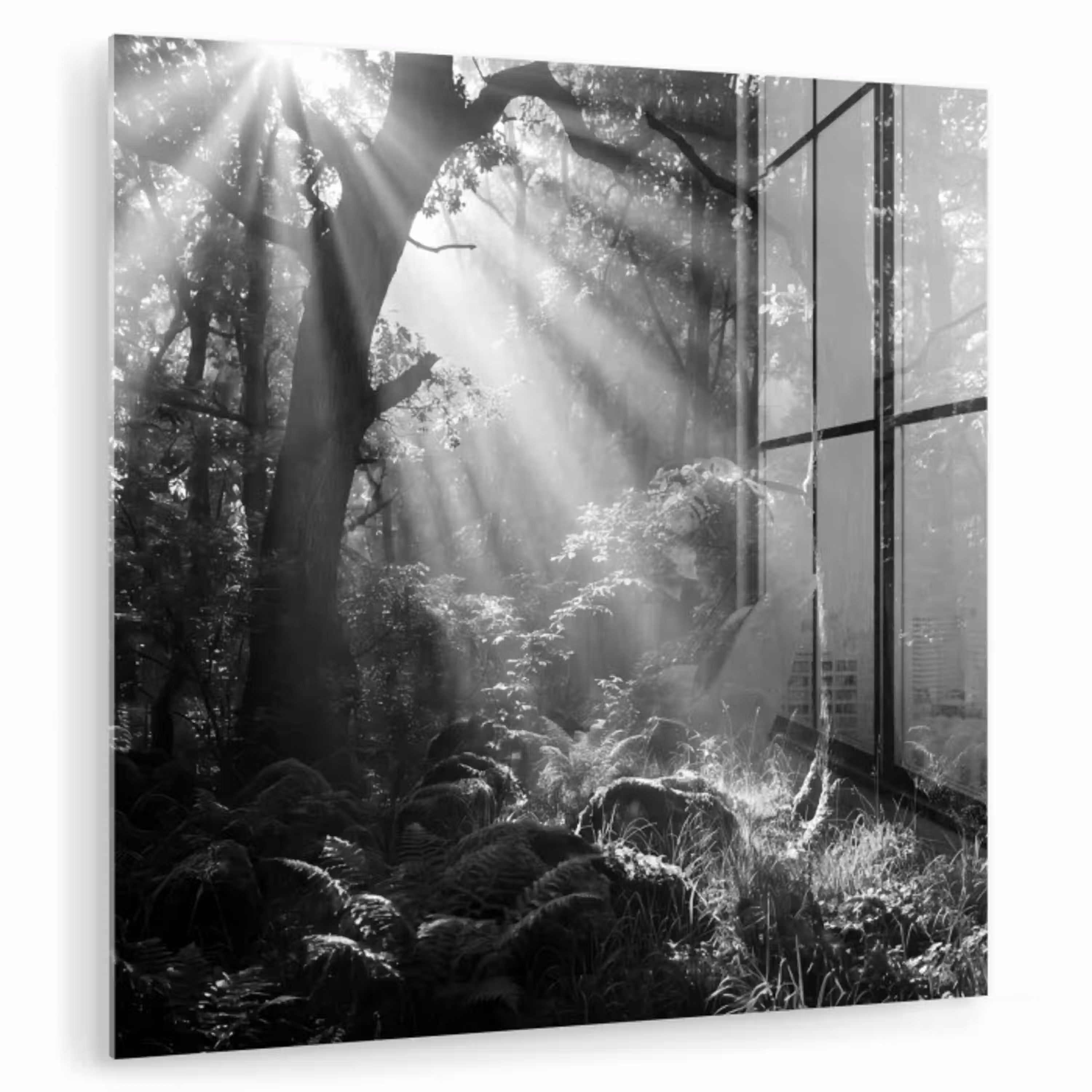 Bos - Lichtstralen - Natuur - Zwart-wit plexiglas 5mm klein -zzzproduct_nieuw