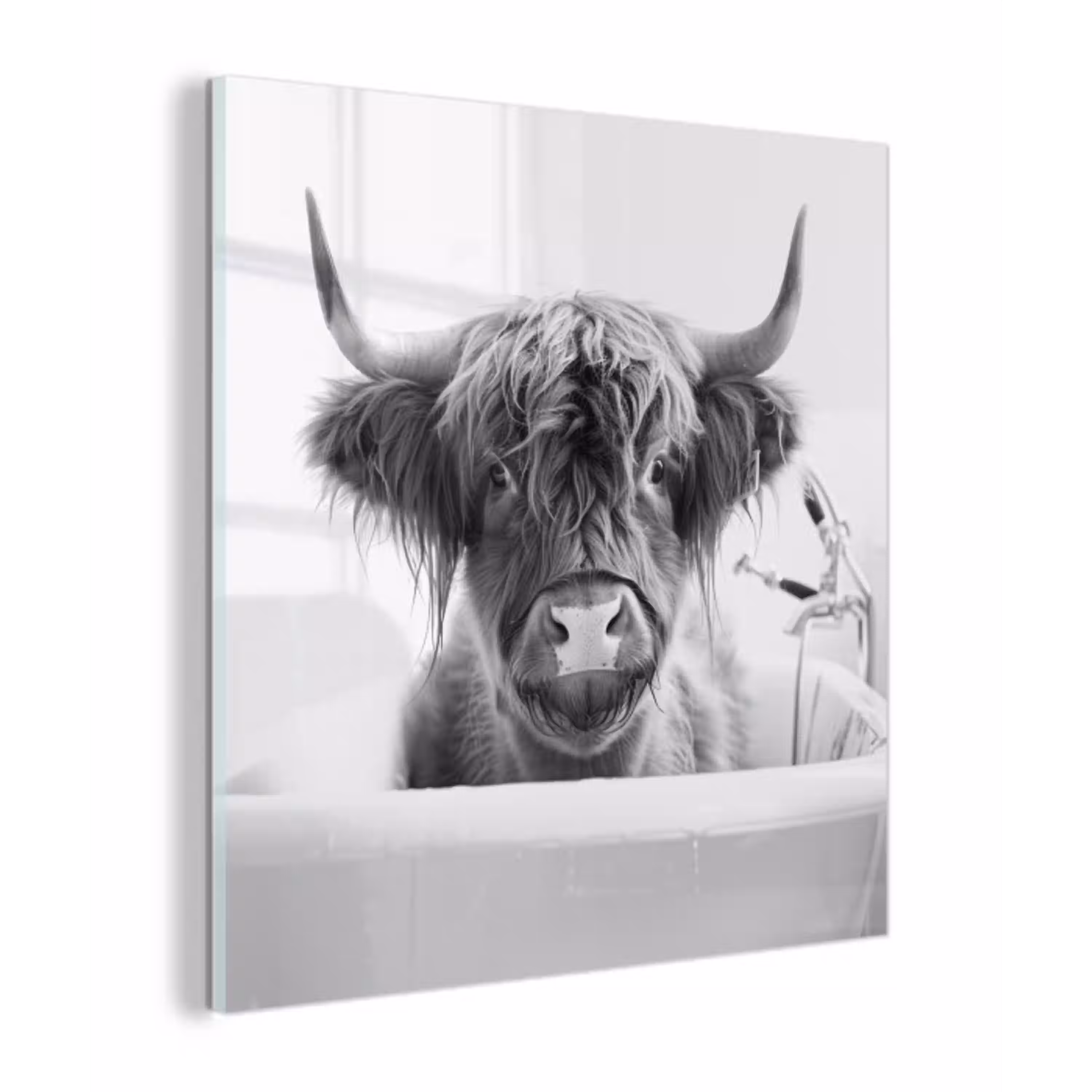 Schotse Hooglander - Koe - Bad - Zwart wit plexiglas 5mm klein -z3d