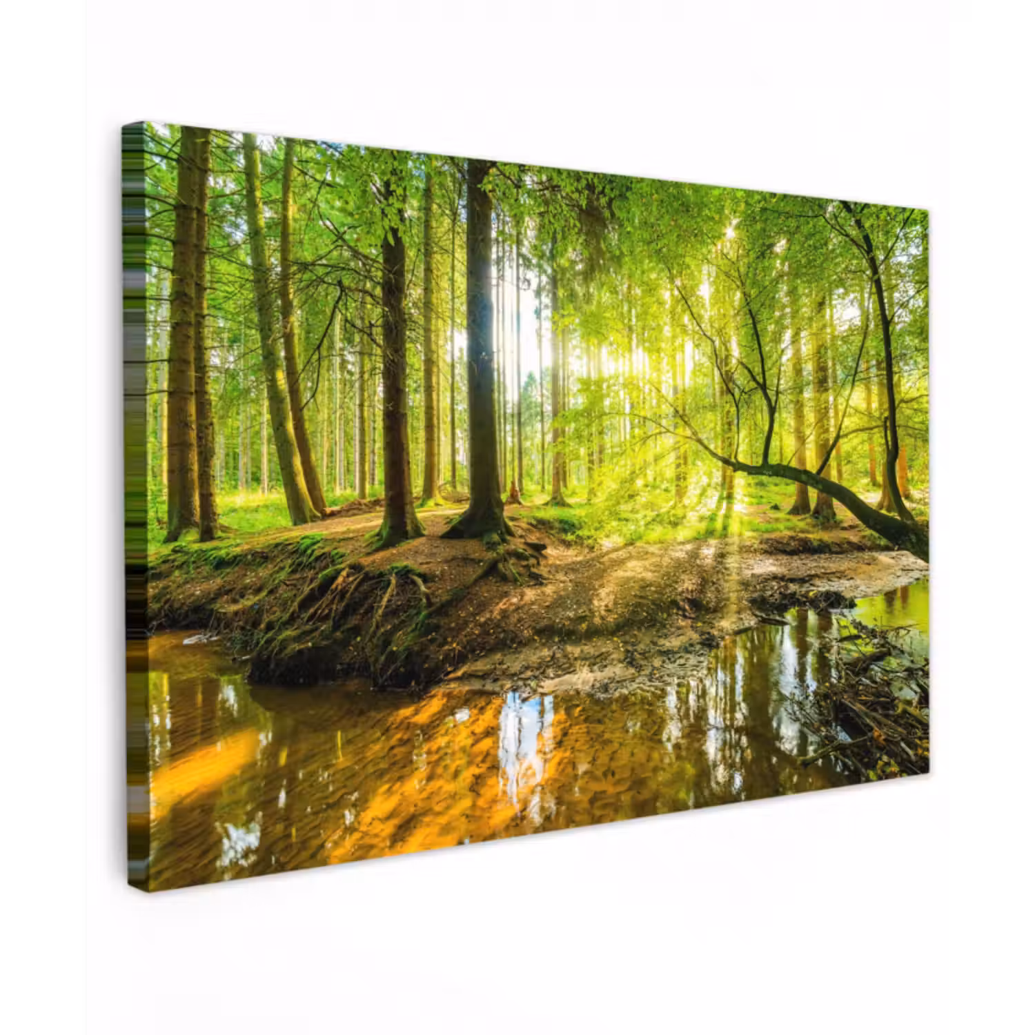 Outdoor Leinwand - Sonnenstrahlen in einem grünen Wald