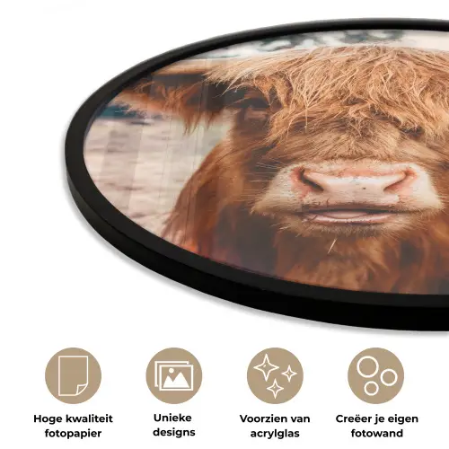 Koe- Schotse hooglander - Hoorns - Bruin - Landschap Fotolijst rond zonder passe partout klein -closeup_NL