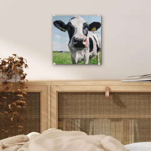 Koe - Weiland - Natuur - Dieren - Gras plexiglas 5mm klein -sfeer4