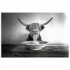 Schotse Hooglander - Spaghetti - Dieren - Zwart wit poster papier klein -3d