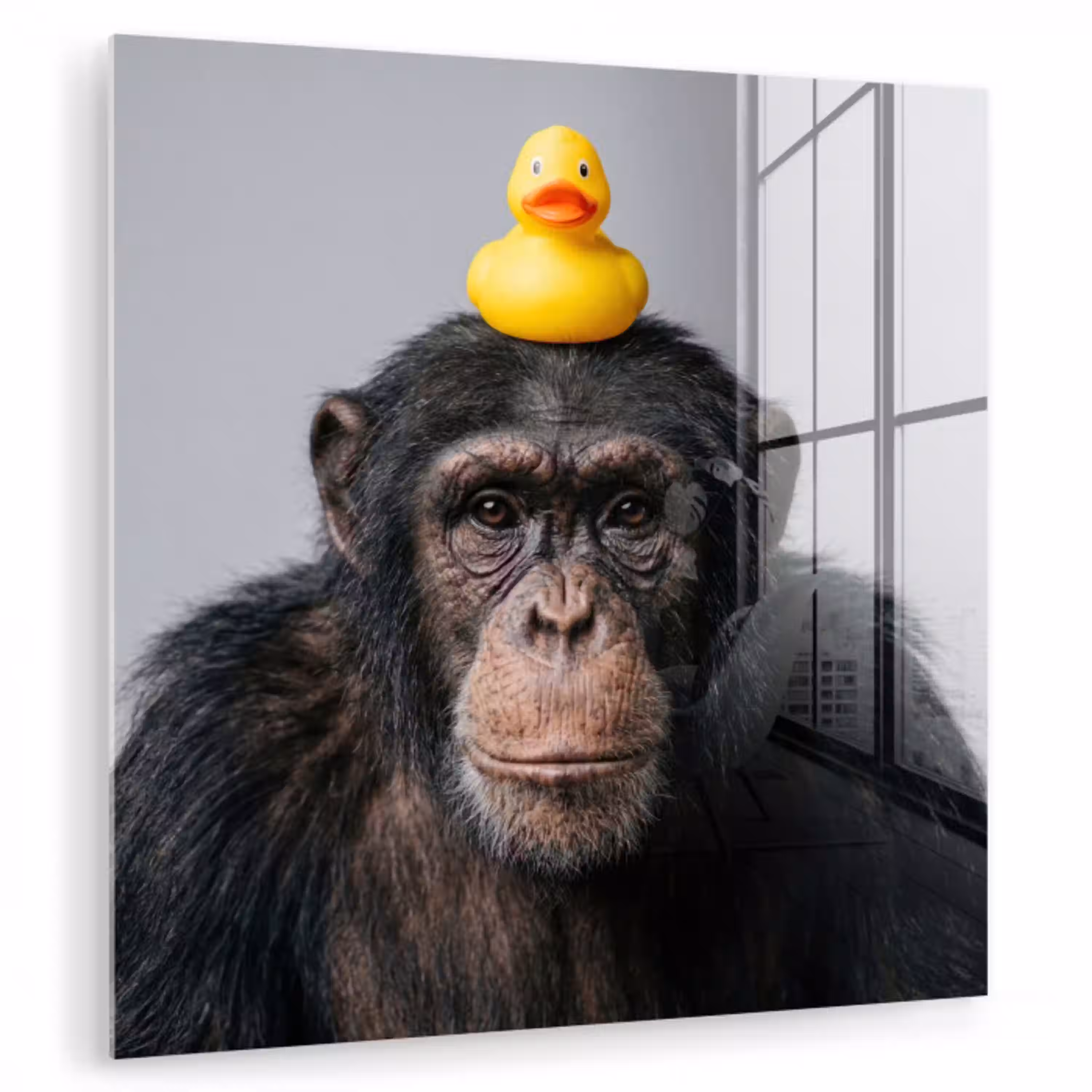 Chimpansee - Badeend - Grijs plexiglas 5mm klein -zzzproduct_nieuw