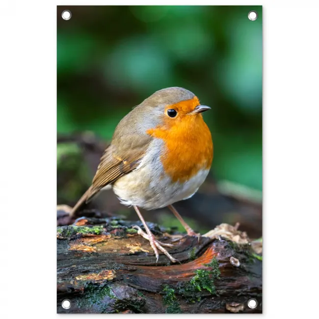 Roodborstje op een Boomstam tuinposter los doek klein -3d