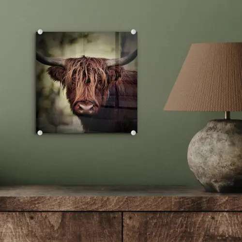 Schotse hooglander - Licht - Portret - Natuur plexiglas 5mm klein -sfeer3