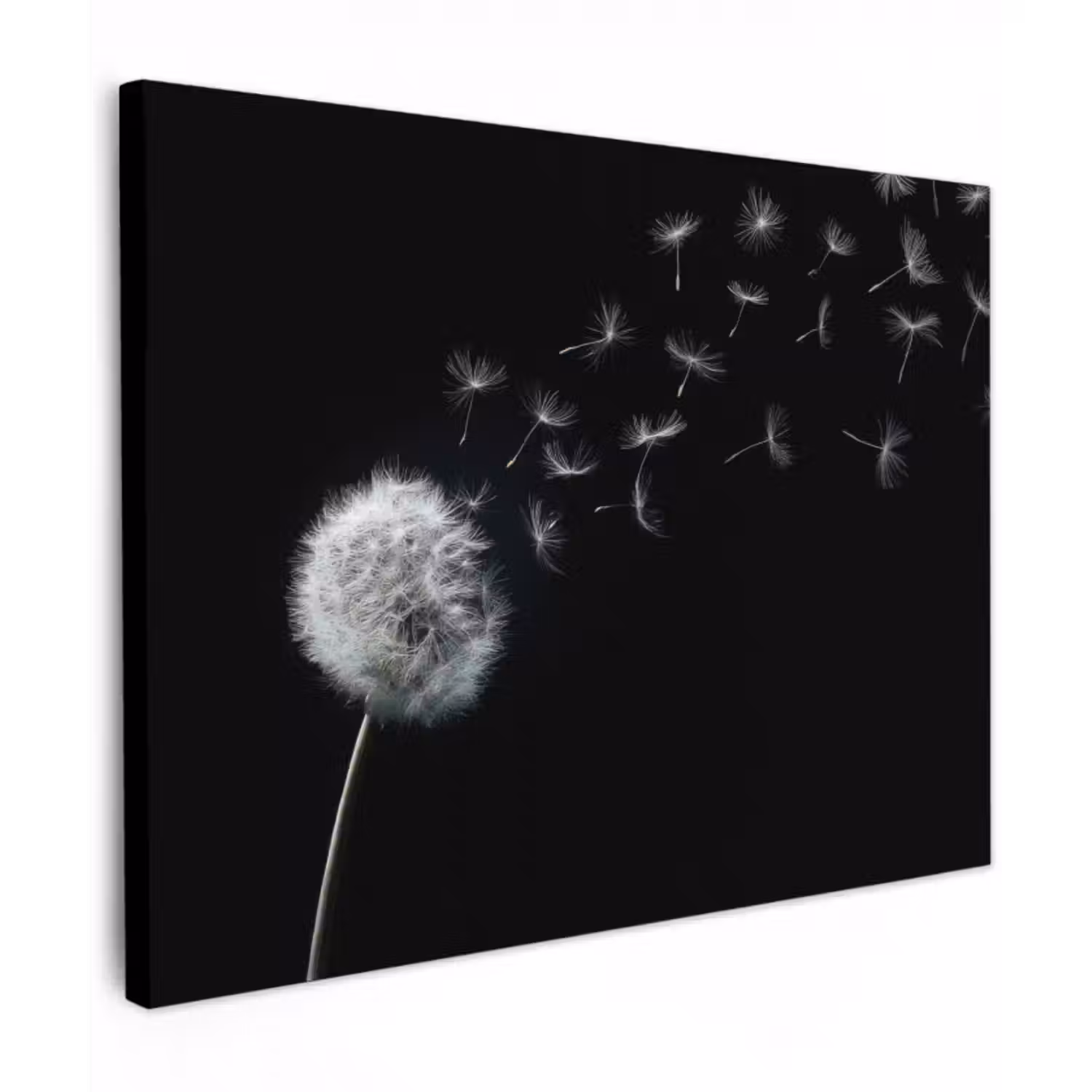 Leinwandbild - Löwenzahn - Schwarz - Natur