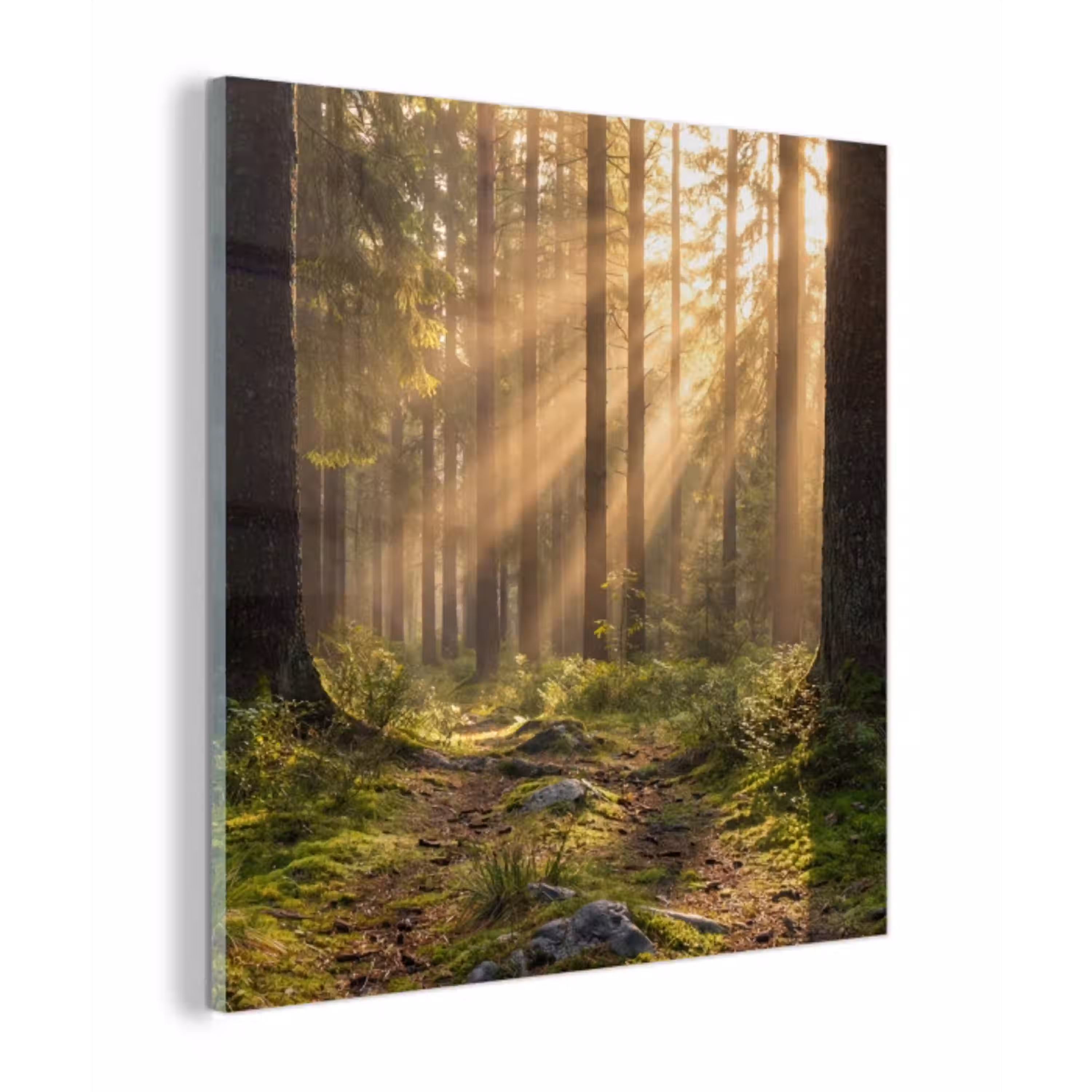 Bos - Zonlicht - Gras plexiglas 5mm klein -z3d