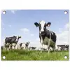 Koeien in de weide onder een heldere lucht tuinposter los doek klein -3d