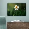 Narcis - Bloem - Wit - Grassprieten canvas 2cm klein -sfeer4