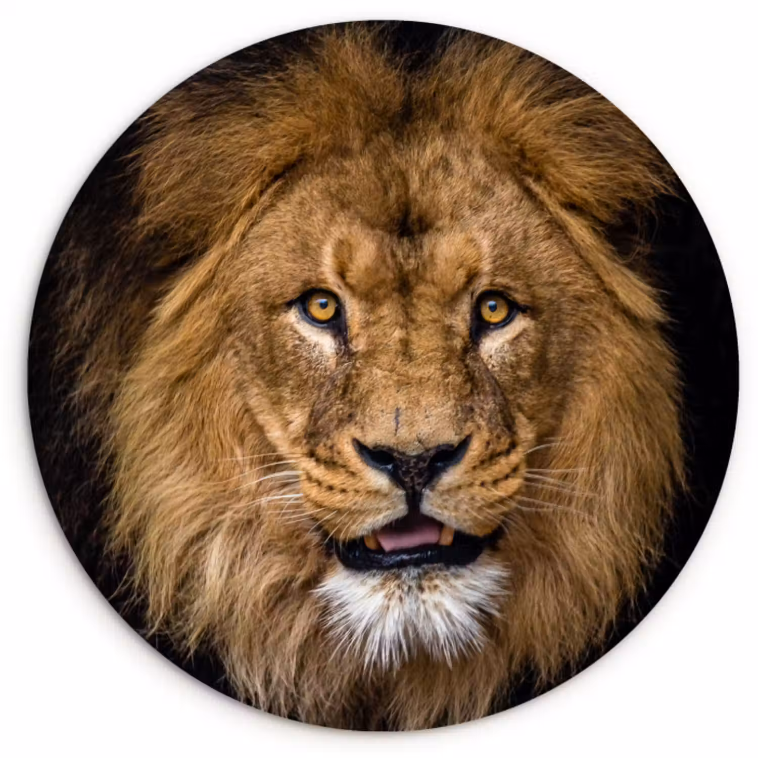 Muurcirkel - Leeuw - Portret - Zwart - Dieren