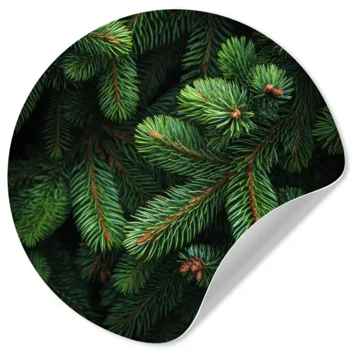 Sparrentakken - Knoppen - Naalden - Groen Wandcirkel behangsticker klein -3d