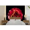 Bloem - Roos - Rood - Zwart fotobehang vinyl groot -bed