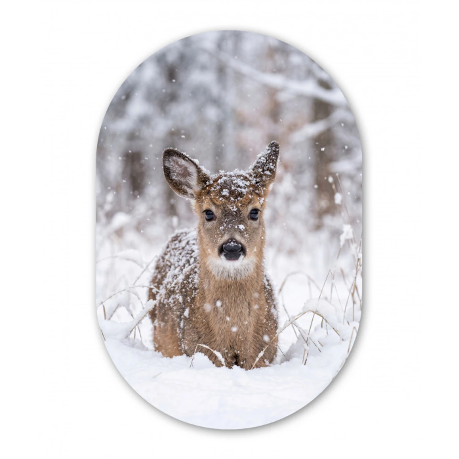Hert - Sneeuw - Bos - Dieren - Vertederend Wandcirkel Ovaal Aluminium middel -3d