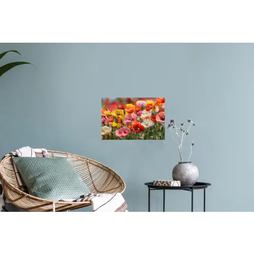 Bloemenveld - Klaprozen - Kleurrijk Muursticker klein -plant