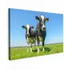 Koeien - Weiland - Gras - Dieren - Boerderij Tuinposter op houten frame 2 cm dik klein -3d
