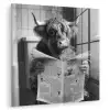 Schotse hooglander - Koe - Krant - WC - Zwart wit plexiglas 5mm klein -zzzproduct_nieuw