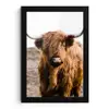 Schotse hooglander - Landschap - Koe - Bruin - Dieren - Natuur fotolijst zwart zonder passe partout klein -3d