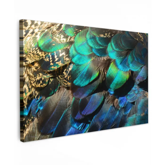 Veren - Pauwveren - Pauw - Blauw - Kunst canvas 2cm klein -z3d