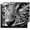Luipaard - Zwart - Wit - Oog Inductie beschermer vinyl 3mm middel -3d