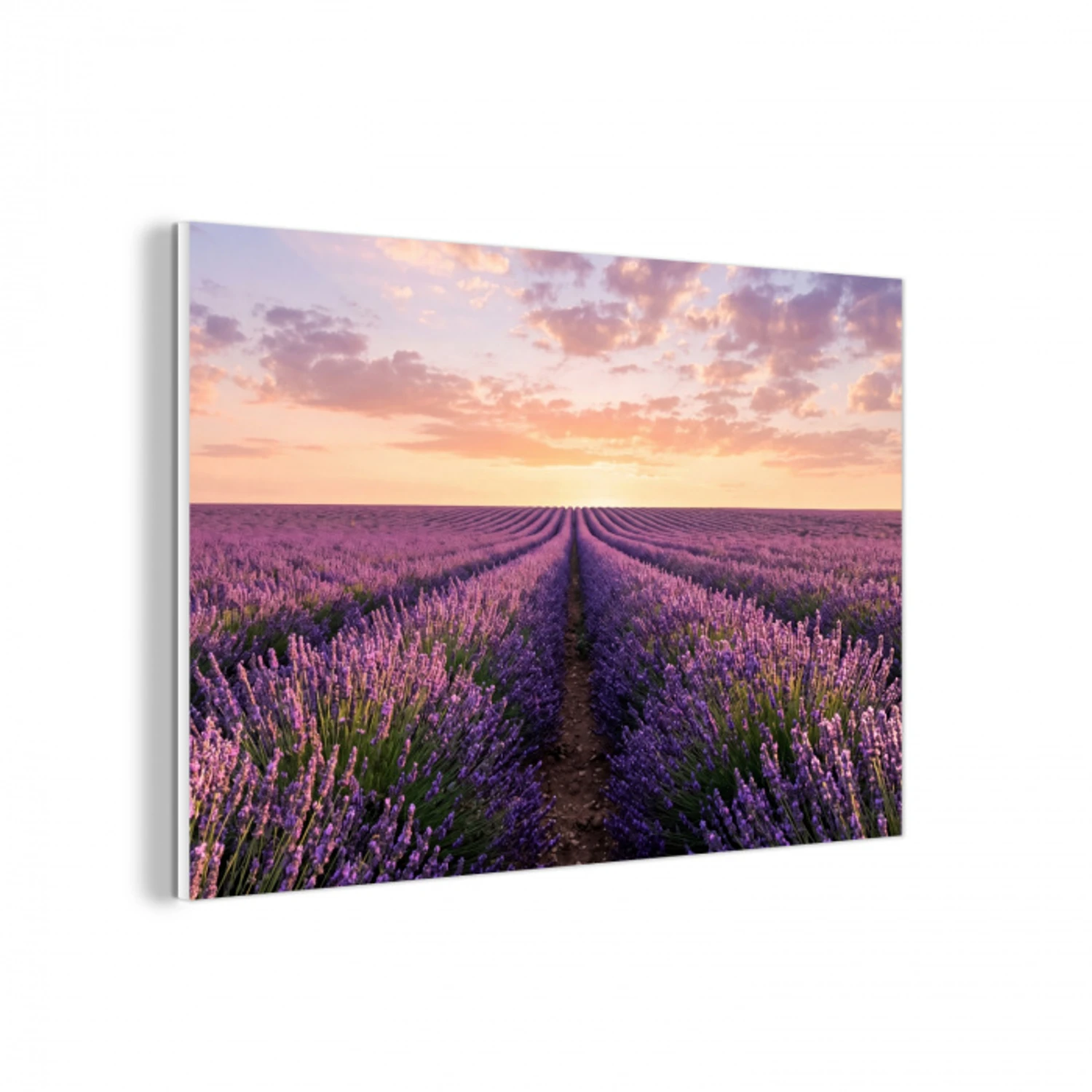 Landschap - Lavendelveld - Paars forex 5mm xxl -3d