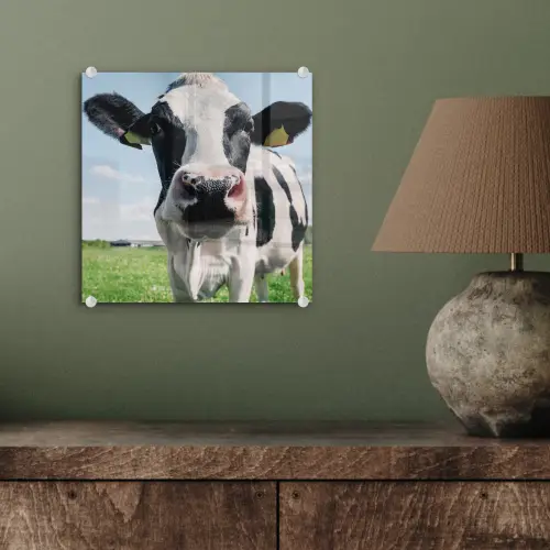 Koe - Weiland - Natuur - Dieren - Gras plexiglas 5mm klein -sfeer3