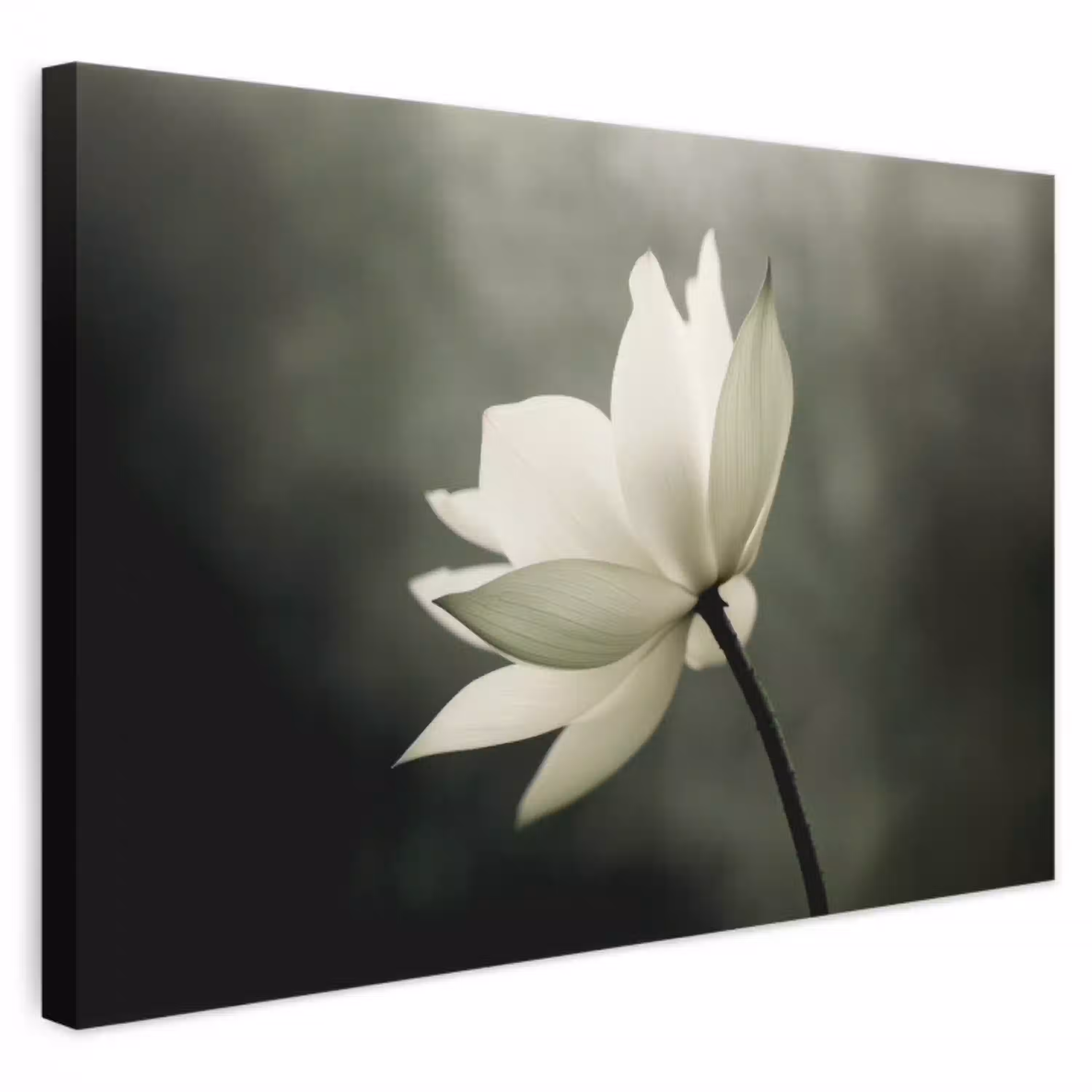 Wit - Lotus - Donker - Bloem canvas 2cm klein -3d