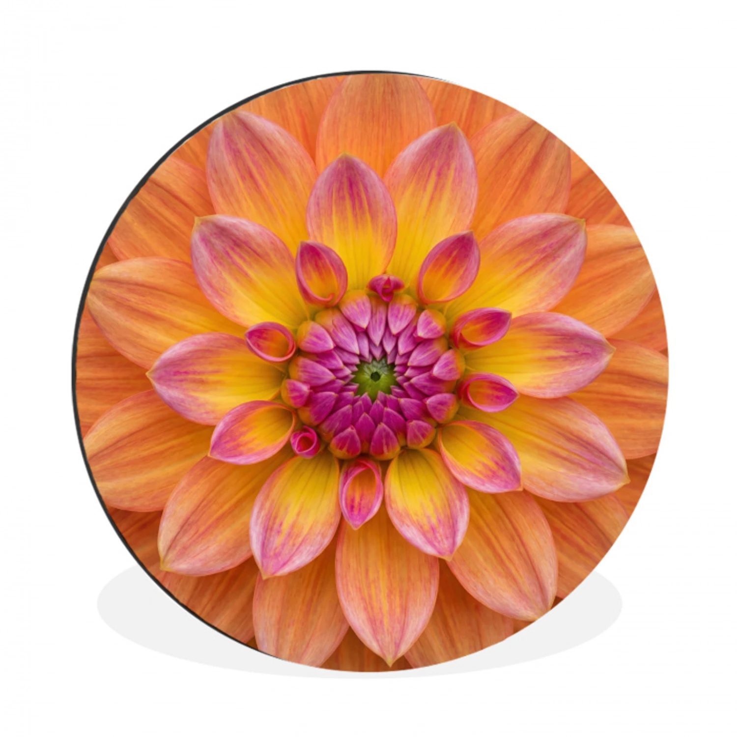 Dahlia - Bloem - Oranje Wandcirkel aluminium klein -3d