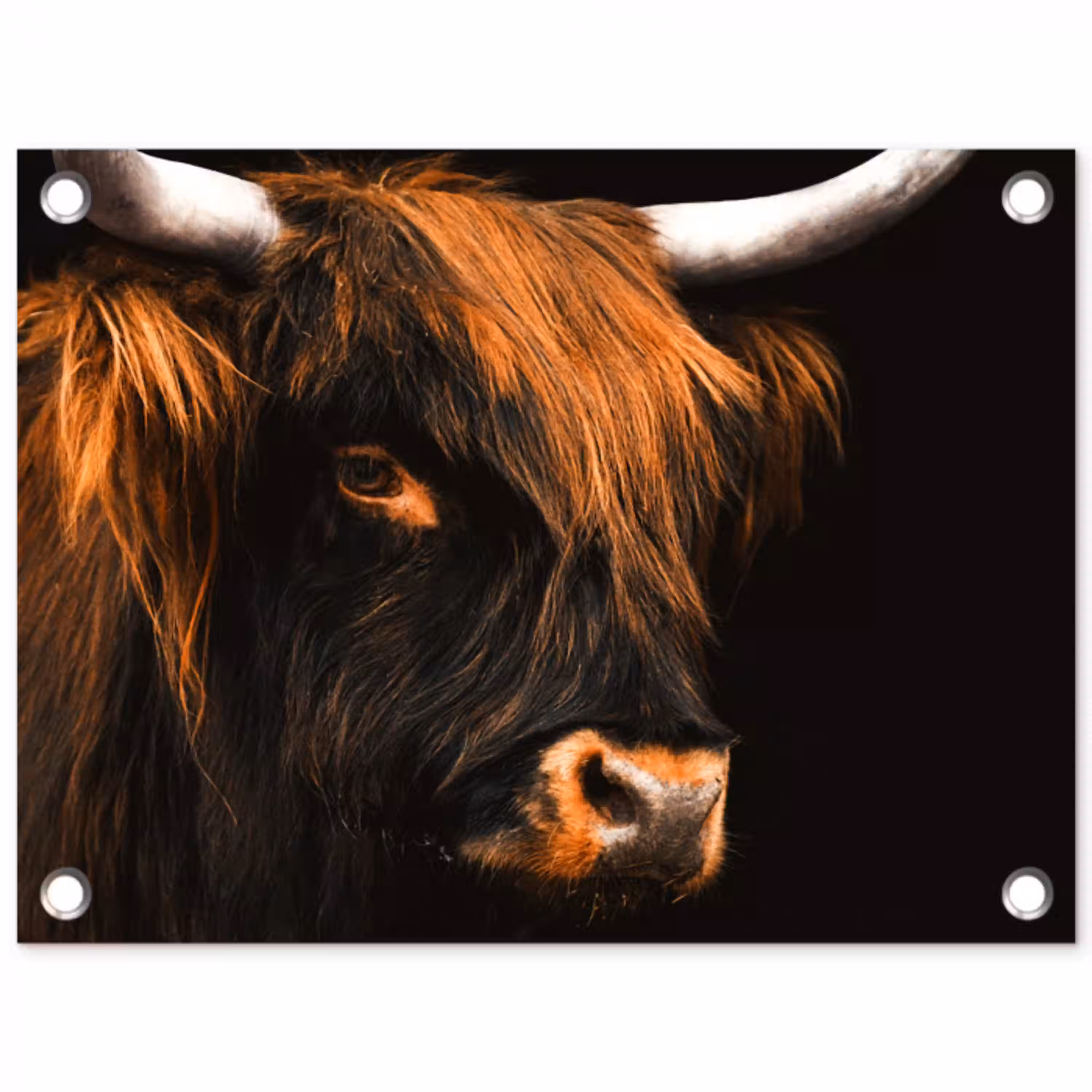 Schotse hooglander - Zwart - Koe - Hoorn - Dieren tuinposter los doek klein -3d