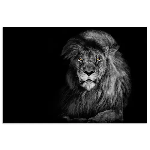 Leeuw - Ogen - Oranje - Zwart wit - Dieren - Portret poster papier klein -3d