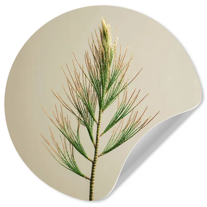 Dennentak - Naaldvormige bladeren - Lichtgroen Wandcirkel behangsticker klein -3d