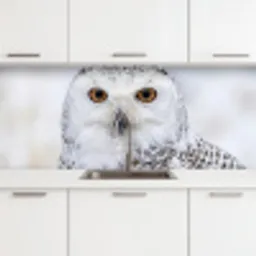 Sneeuwuil - Oog - Wildlife - Wit keuken achterwand 2 middel -3d
