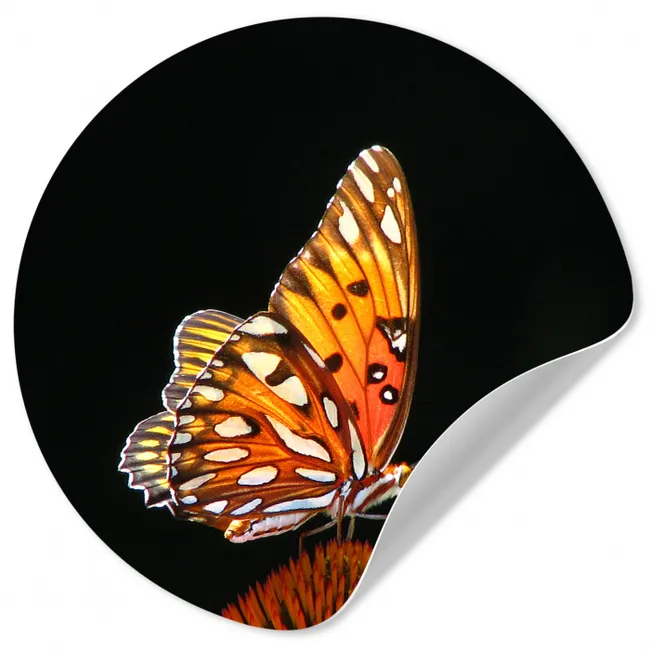 Vlinder - Bloemen - Insect - Portret - Zwart - Oranje Wandcirkel behangsticker klein -3d