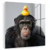 Chimpansee - Badeend - Grijs plexiglas 5mm klein -zzzproduct_nieuw