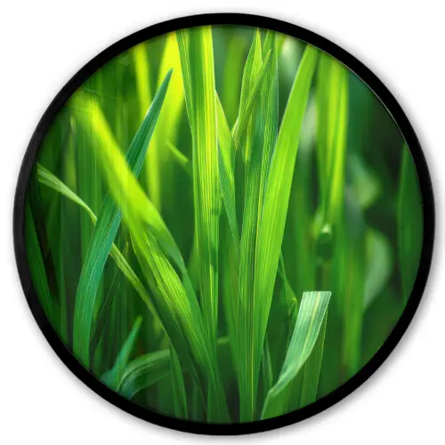 Grassprieten - Lichtinval - Groen Fotolijst rond zonder passe partout klein -3d