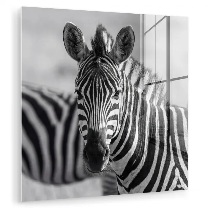 Zebra's - Zwart - Wit plexiglas 5mm klein -zzzproduct_nieuw