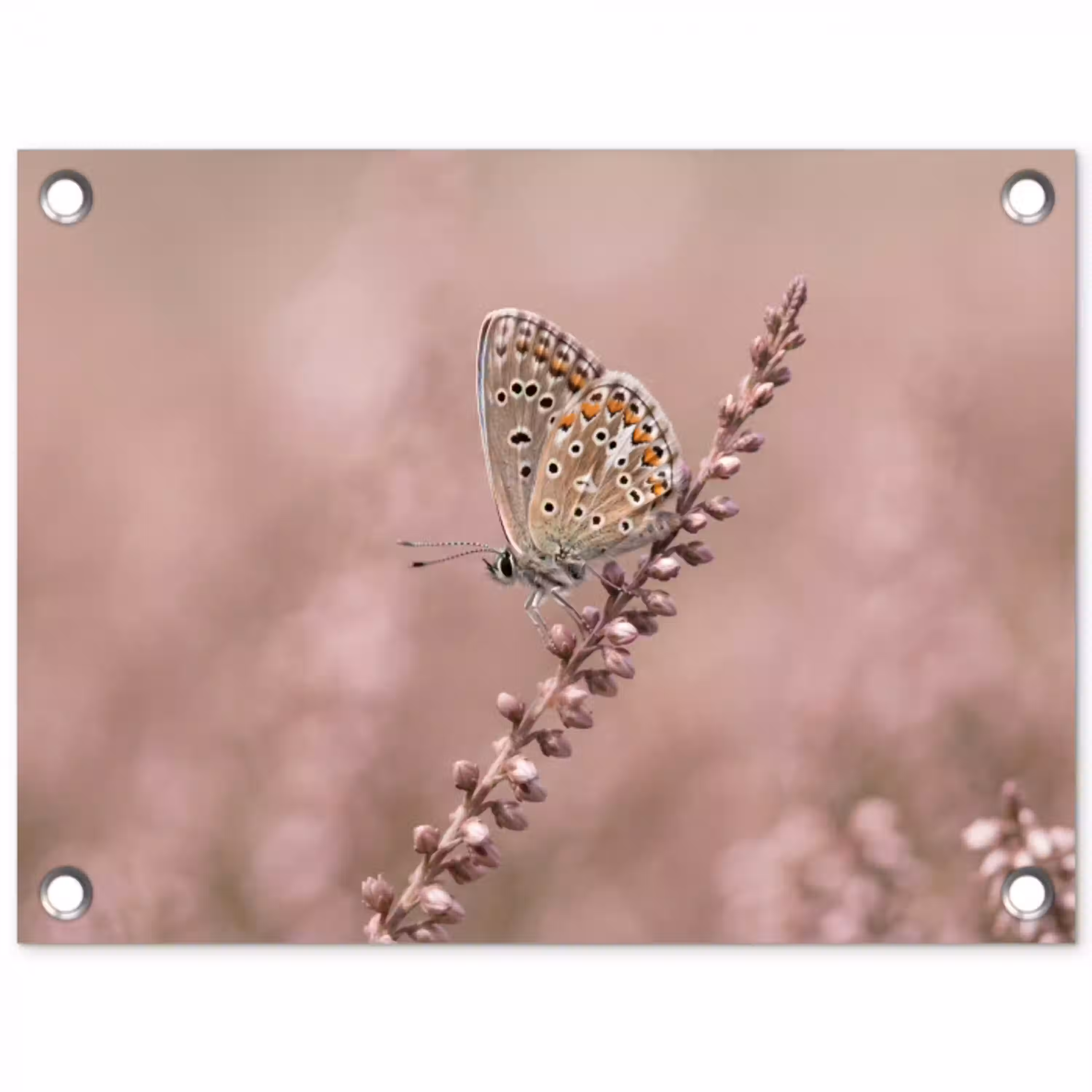Lavendel - Vlinder - Paars tuinposter los doek klein -3d