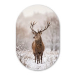 Edelhert - Bos - Sneeuw - Winter - Majestueus Wandcirkel Ovaal Aluminium middel -3d