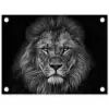 Zwart-wit portret van een leeuw tuinposter los doek klein -3d