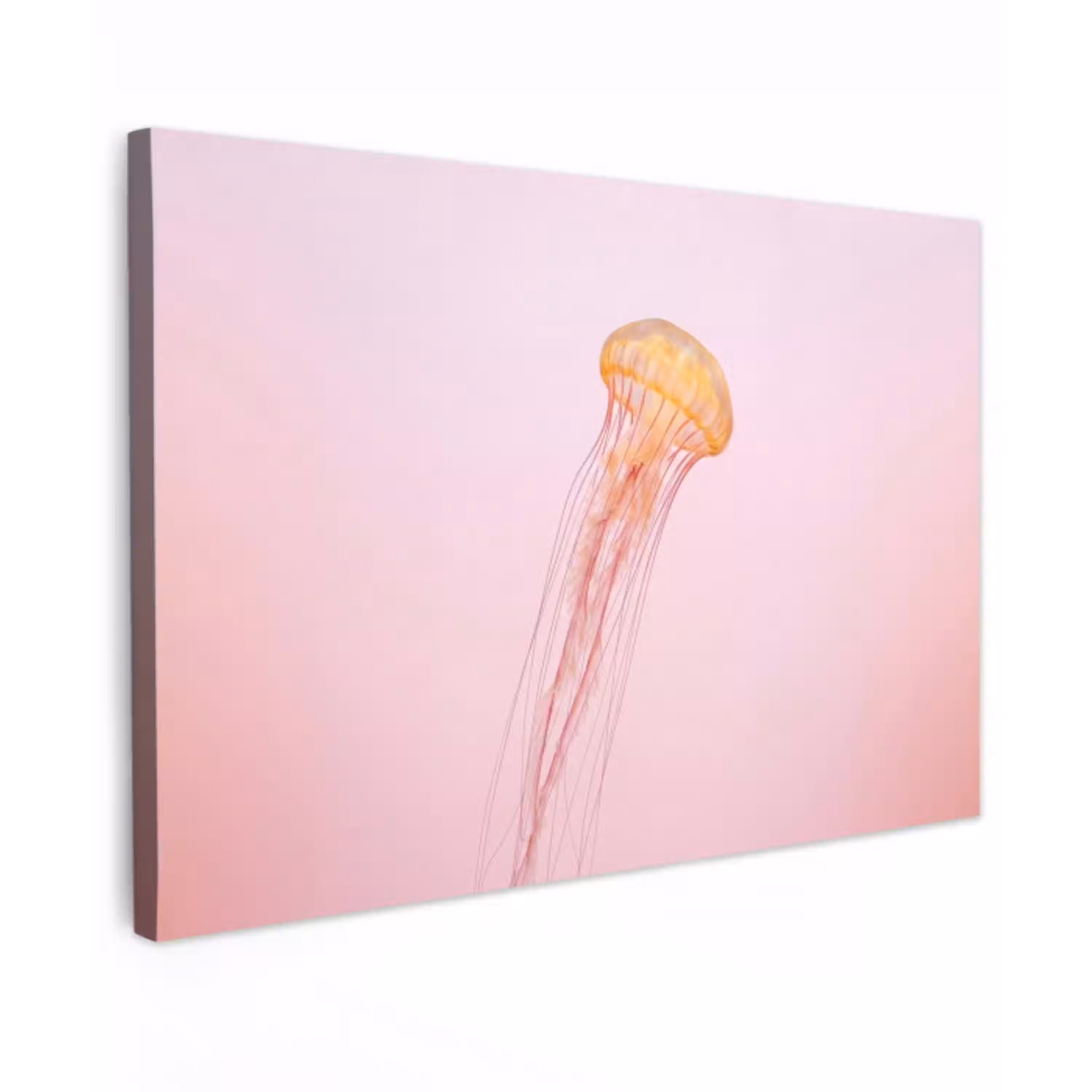Sierlijk - Kwal - Roze Tuinposter op houten frame 2 cm dik klein -3d