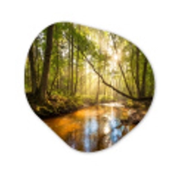 Bos - Beek - Zonlicht - Natuur - Groen Wandcirkel Organisch Aluminium middel -3d