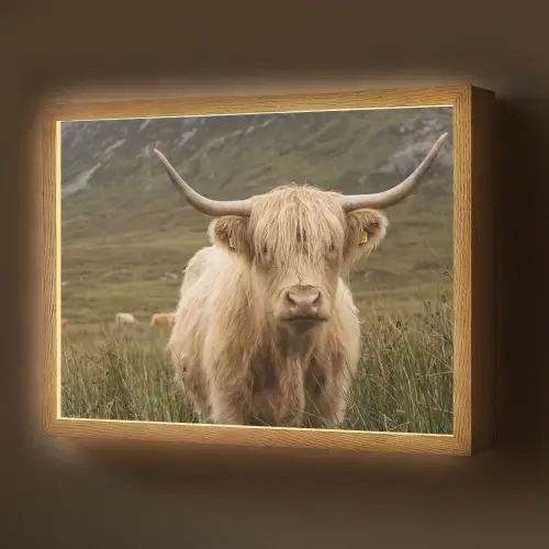 Schotse hooglander - Bergen - Grasveld Light Box met batterij (Wandlamp) middel -z3d_website