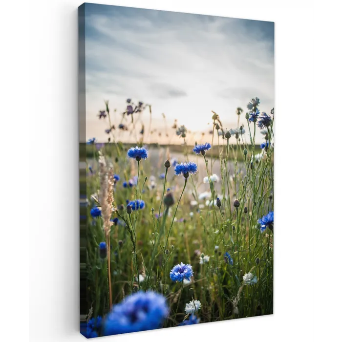 Korenbloemen bij zonsondergang Tuinposter op houten frame 2 cm dik klein -3d