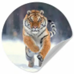 Tijger - Landschap - Sneeuw - Winter - Dieren Wandcirkel behangsticker klein -3d