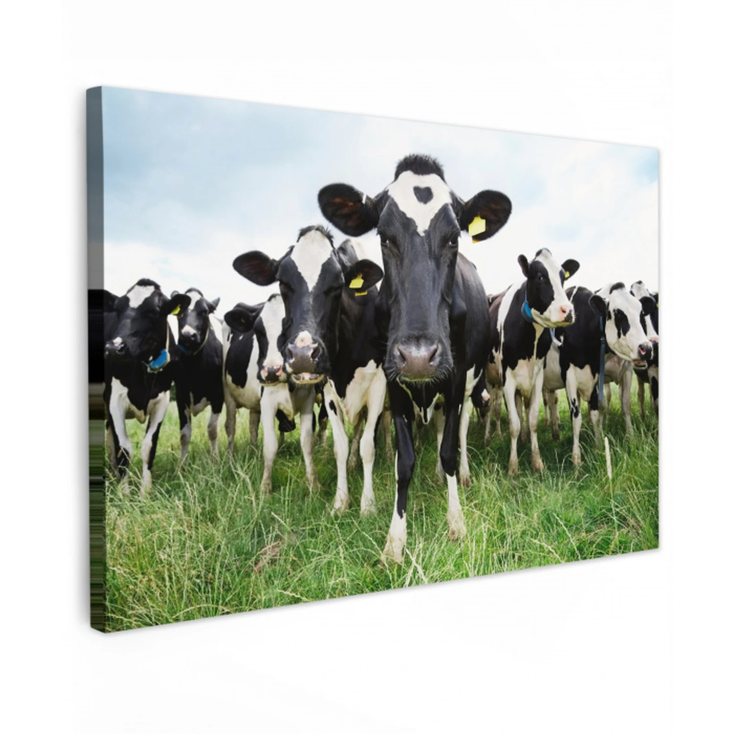 Nieuwsgierige koeien Tuinposter op houten frame 2 cm dik klein -3d