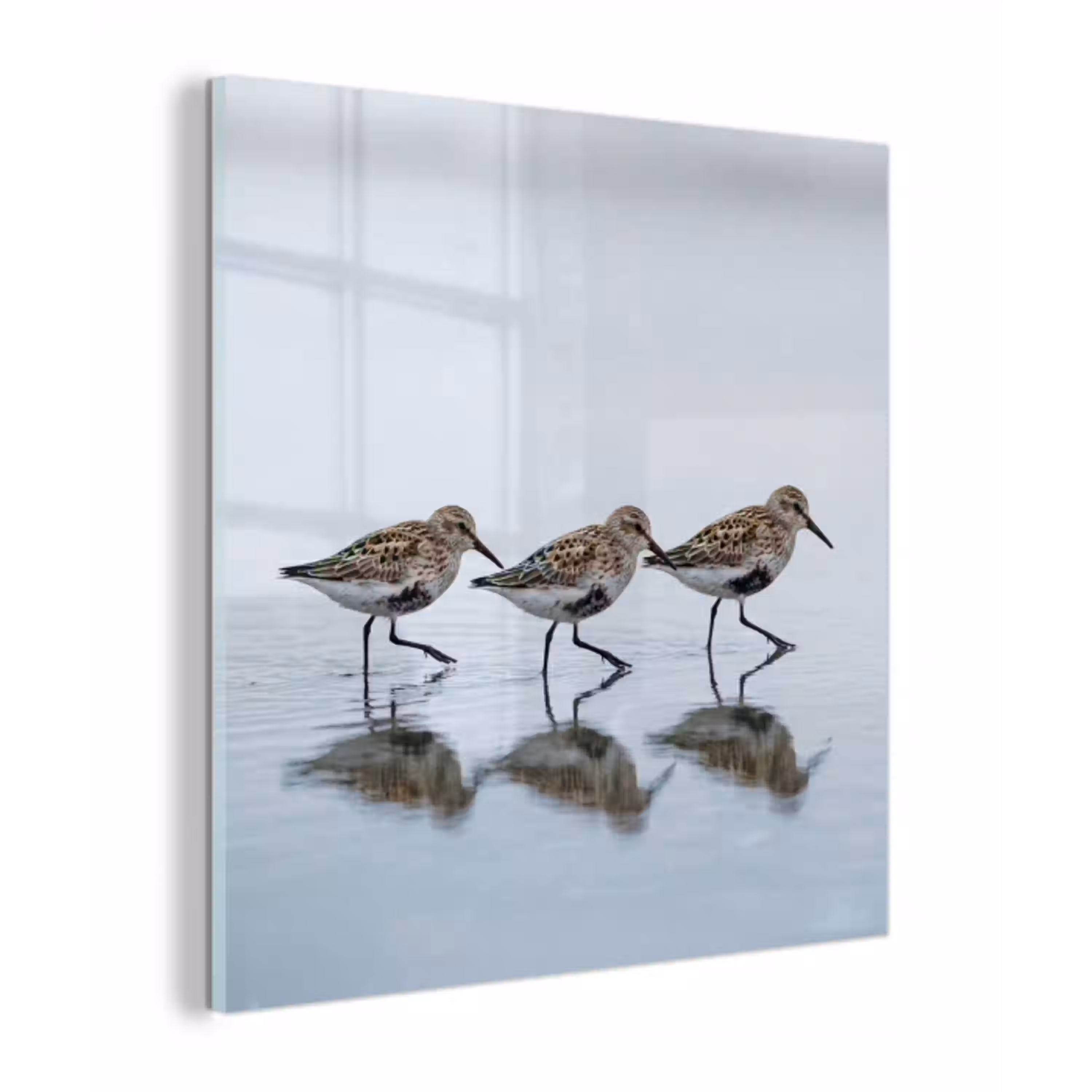 Vogels - Water - Grijs plexiglas 5mm klein -z3d