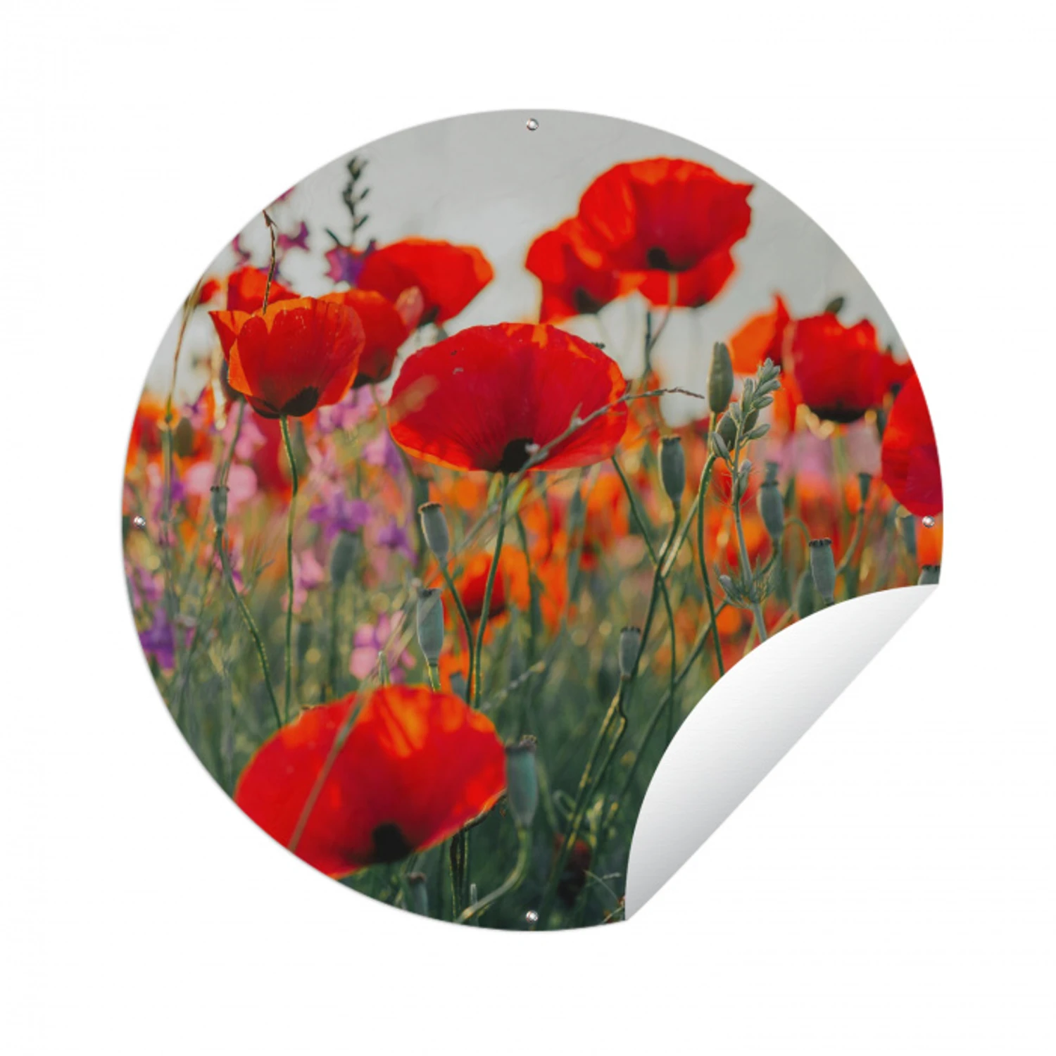 Klaproos - Bloemen - Rood - Paars - Weide Wandcirkel tuinposter met ringen klein -3d