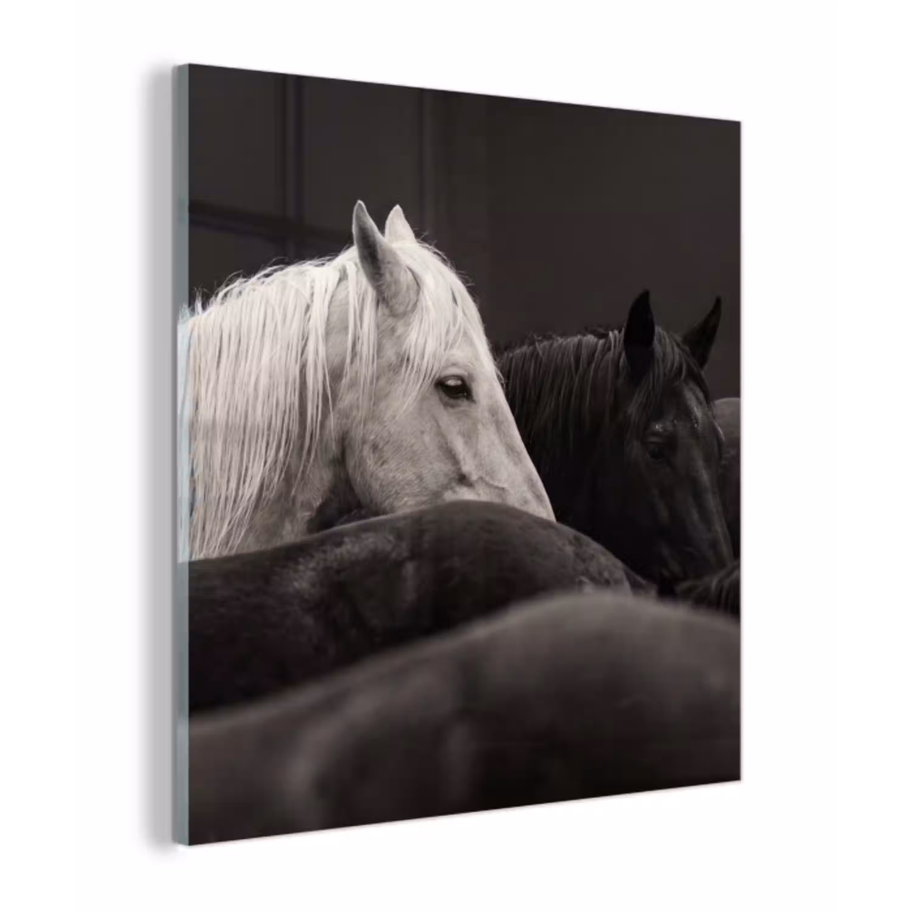 Paarden - Zwart - Wit - Kudde plexiglas 5mm klein -z3d
