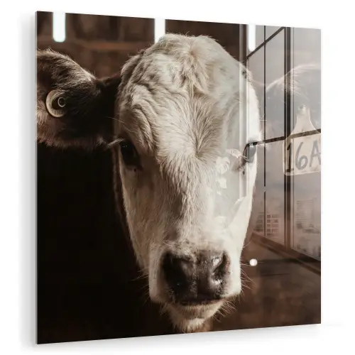Kalf - Oormerk - Houten stal plexiglas 5mm klein -zzzproduct_nieuw