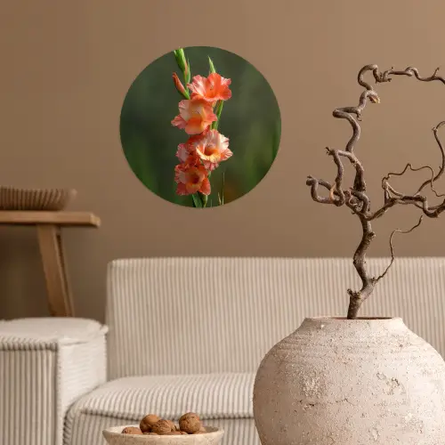 Bloem - Gladiolen - Zalmroze Wandcirkel behangsticker klein -sfeer1